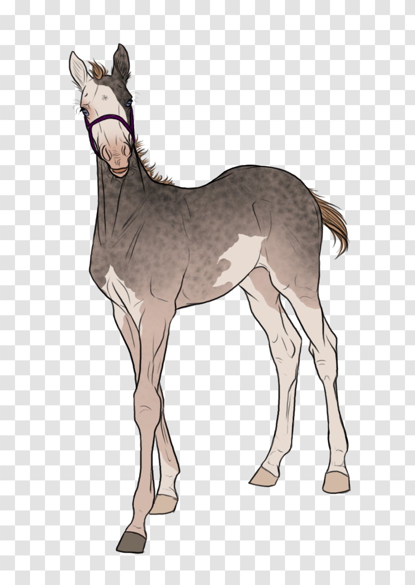 Mule Foal Stallion Mare Colt - Yonni Meyer - Mustang Transparent PNG