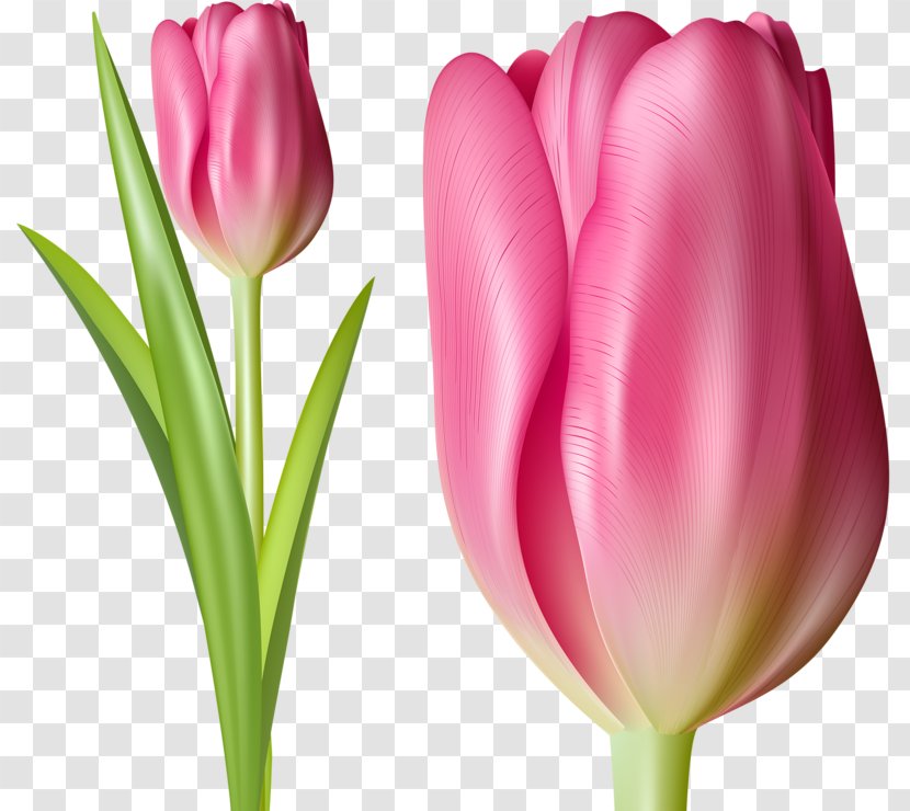 Indira Gandhi Memorial Tulip Garden Tulipa Gesneriana Pink Flower - Drawing - Hand-painted Transparent PNG