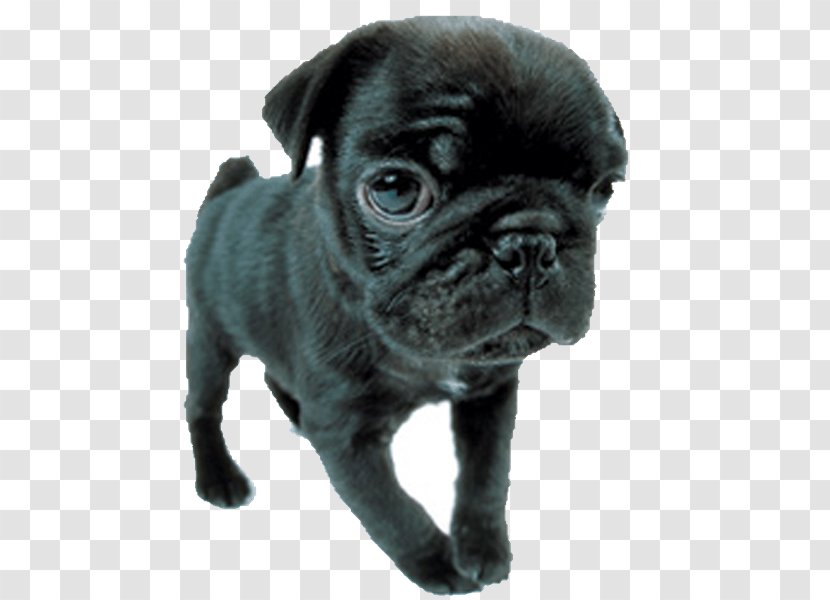 Pug Toy Bulldog Puppy Dog Breed Companion - Group - Birthday Transparent PNG