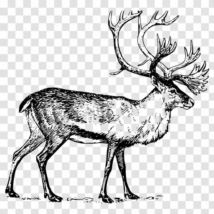 Deer Boreal Woodland Caribou Drawing Clip Art - Hand Painted Big Angle Material Transparent PNG