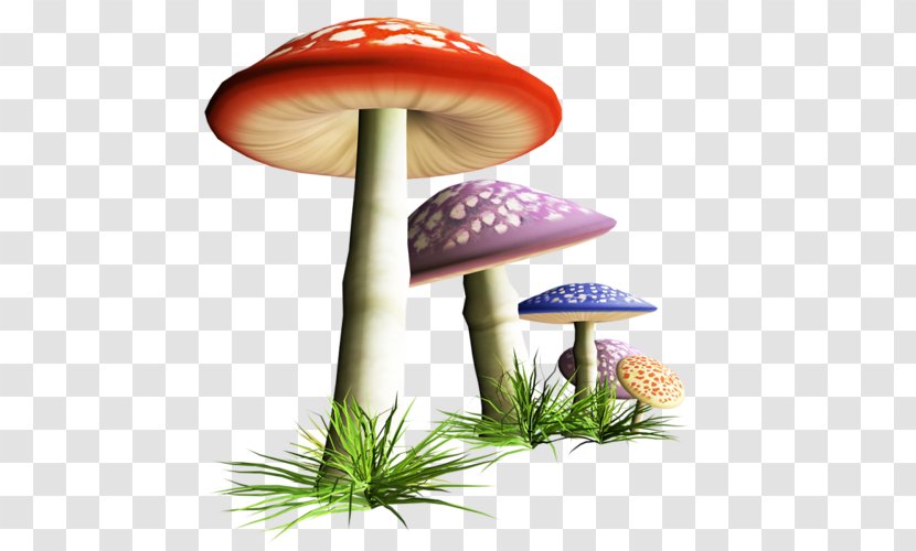 Mushroom Photography Fungus Clip Art - Fantastic Transparent PNG