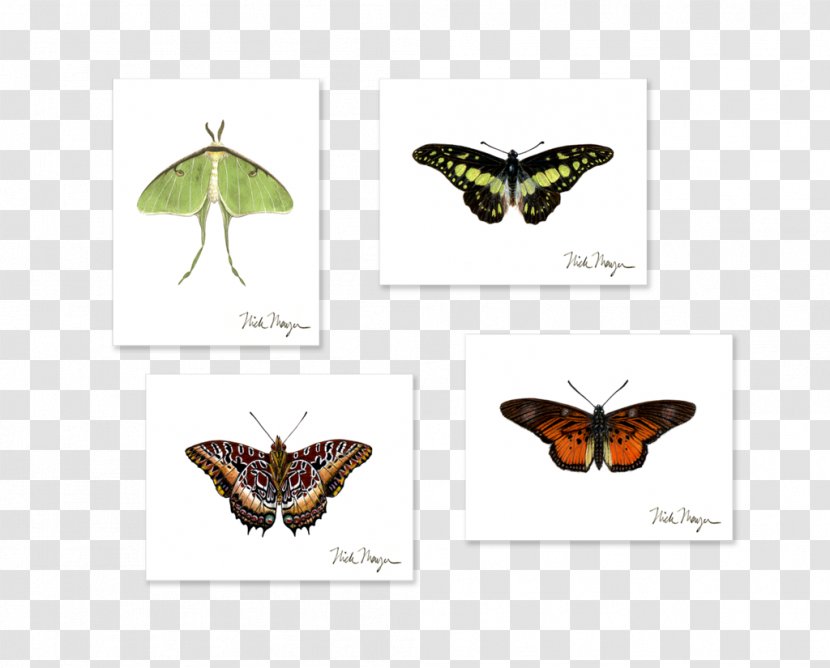 Brush-footed Butterflies Butterfly Boxed Luna Moth - Pollinator Transparent PNG
