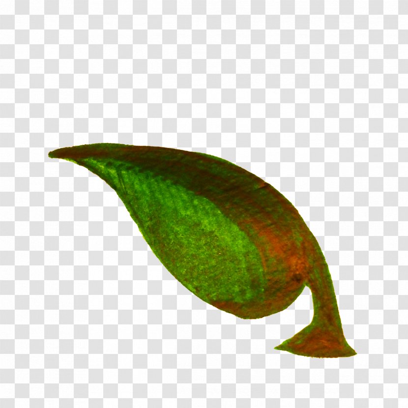 Leaf Plant Stem Clip Art - Petiole - Plants Transparent PNG