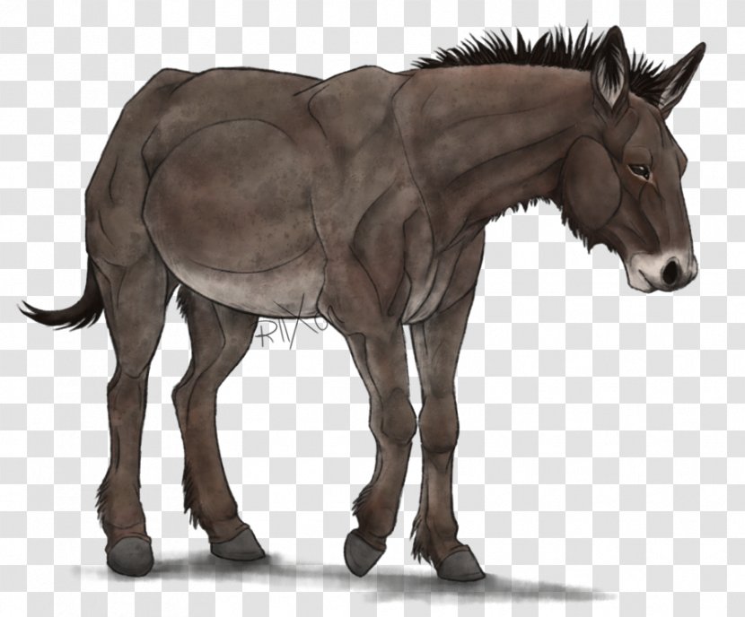Mule Horse Stallion Foal Mare - Pony Transparent PNG