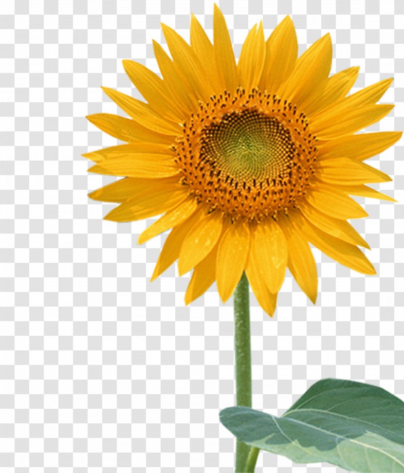 Common Sunflower Seed Wallpaper - English Paper Piecing Transparent PNG