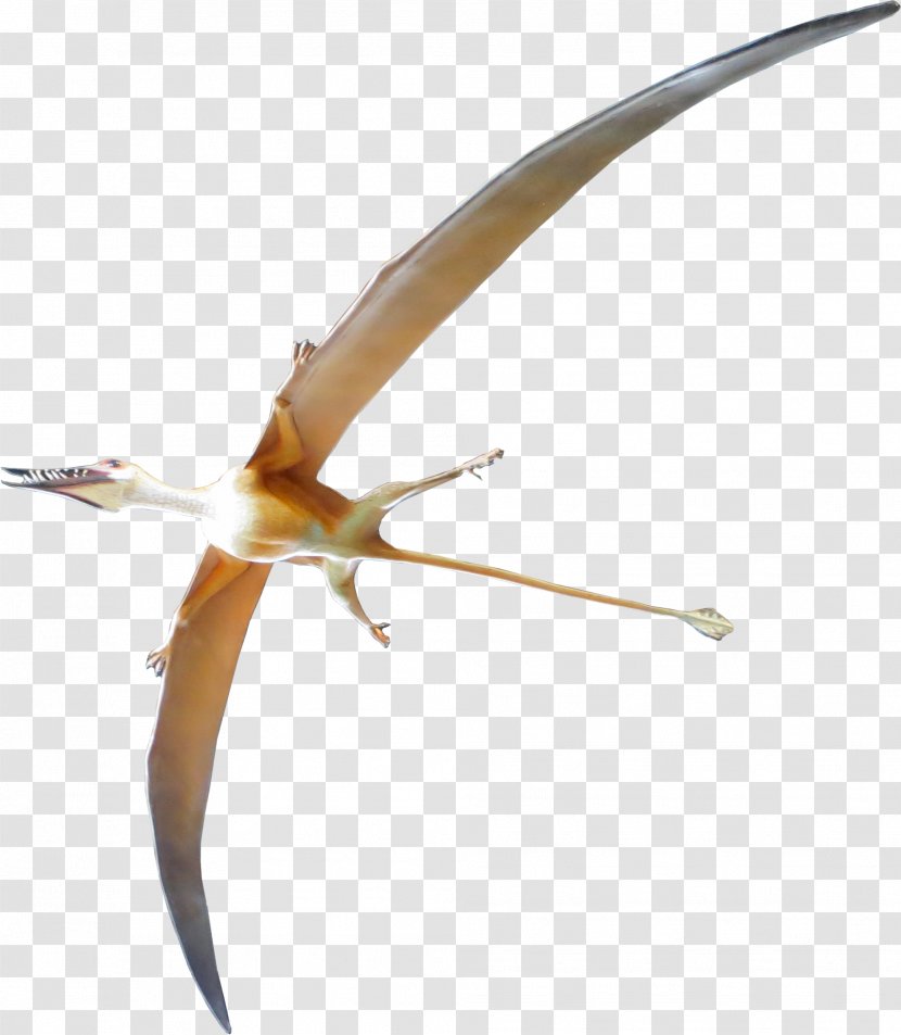 Archaeopteryx Rhamphorhynchus Pterosaurs Dinosaur Velociraptor - Jurassic Transparent PNG