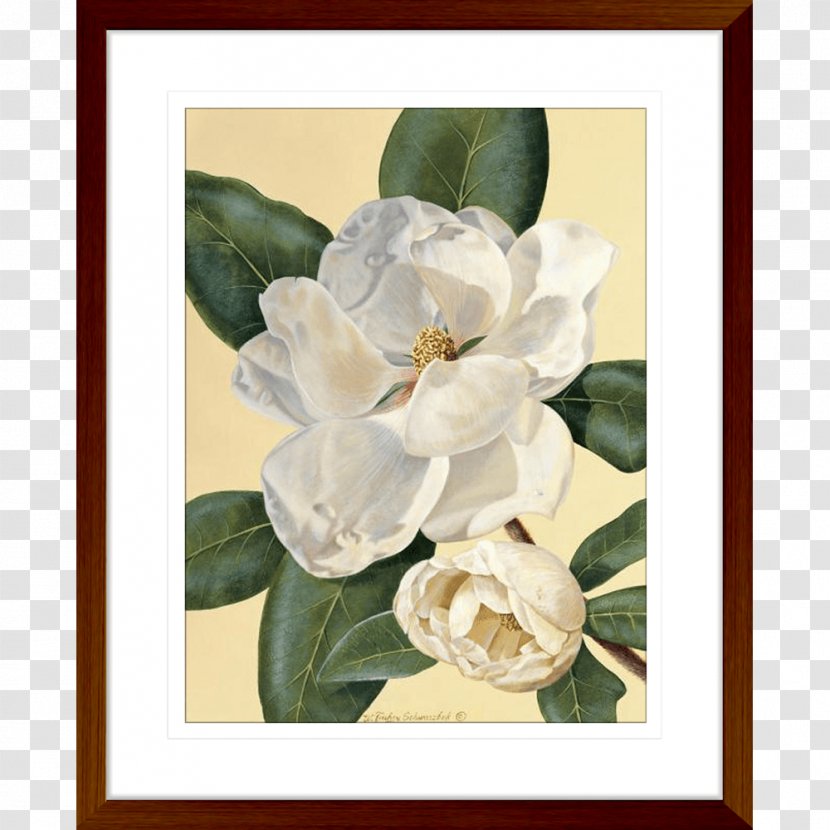 Art Printmaking Magnolia Still Life Painting - Flowering Plant Transparent PNG