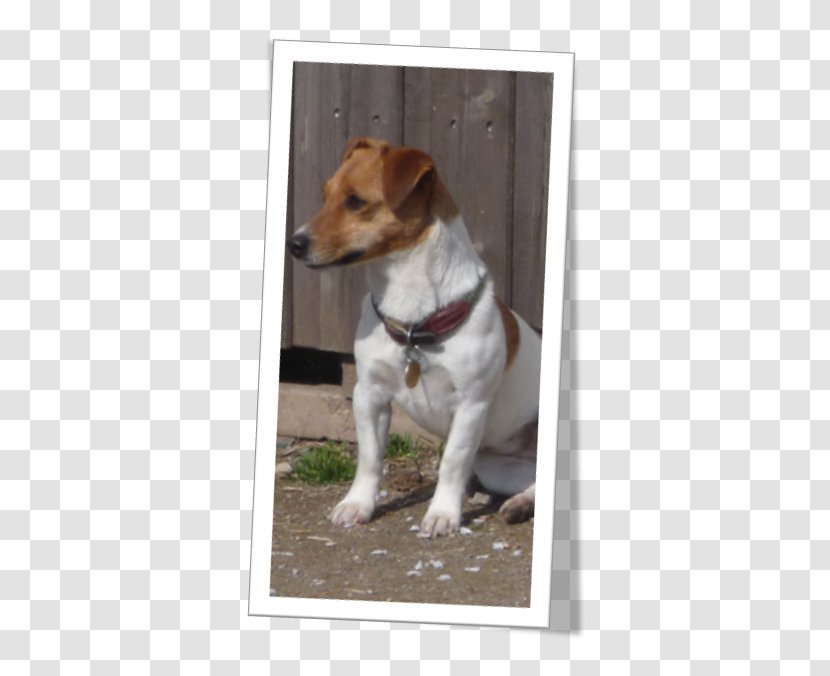 Jack Russell Terrier Parson Tenterfield Plummer Puppy Transparent PNG