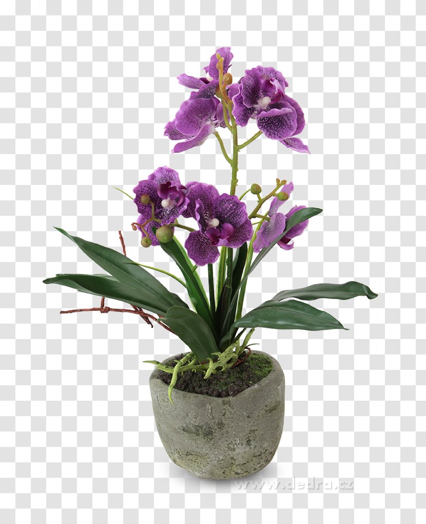 Flowerpot Moth Orchid Miltonia Orchids Dendrobium Transparent PNG