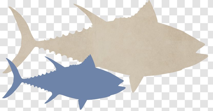 Tiger Shark Fish Requiem Sharks United Marine Underwriters - Infographic - Boat InsuranceAtlantic Bluefin Tuna Transparent PNG