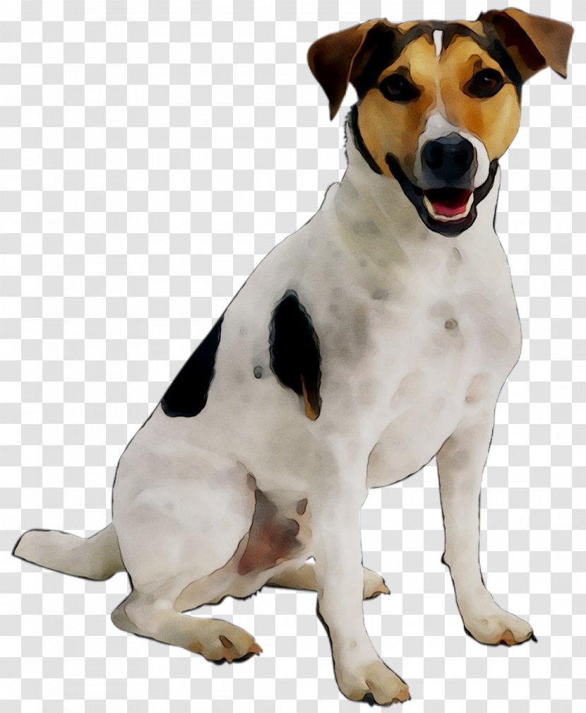 Jack Russell Terrier Puppy Cat Pet Dog Toys - Chilean Fox Transparent PNG