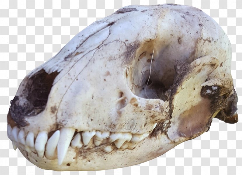 Skull Bone Raccoon Photography DeviantArt - Dirty Transparent PNG