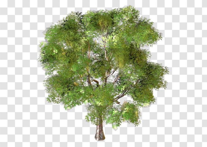 Tree Branch Garden Landscape Design - природа Transparent PNG