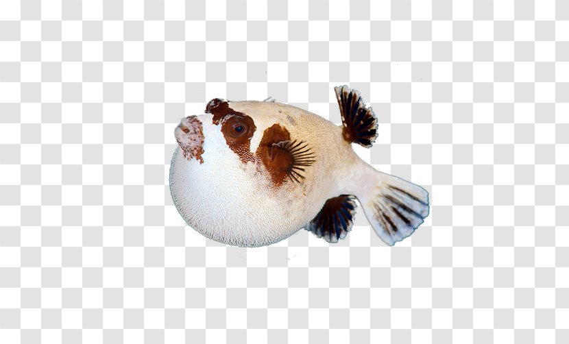 Fishkeeping - Marine Biology - Strange Fish Creative Picture Transparent PNG