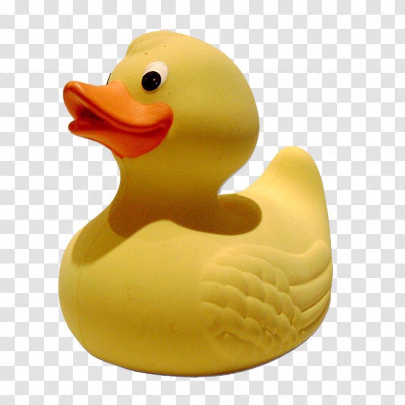 Rubber Duck Races Gaoyou Cygnini Transparent PNG