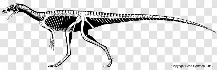 Eoraptor Lunensis Velociraptor Eodromaeus Herrerasaurus Chindesaurus - Dinosaur Transparent PNG