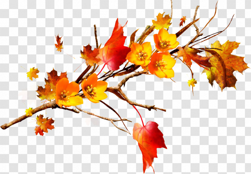 Leaf Branch Tree Yellow Plant Transparent PNG