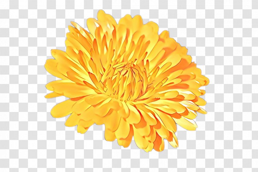 Flowers Background - Cartoon - Daisy Family Tagetes Transparent PNG