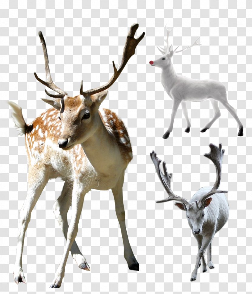 Deer Clip Art - Antelope Transparent PNG