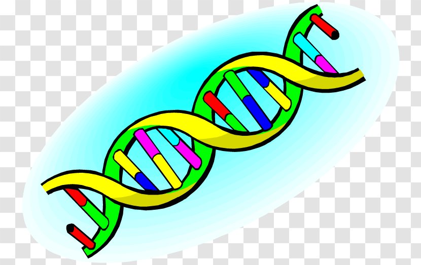 Nucleic Acid Double Helix DNA Structure Clip Art - Vector Transparent PNG