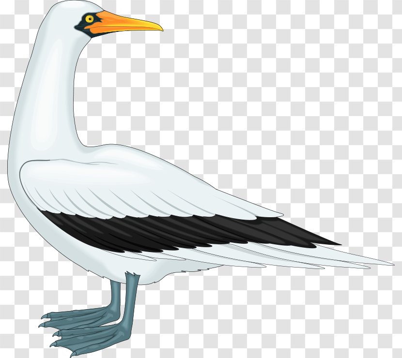 Gulls Clip Art - Suliformes - Bird Transparent PNG