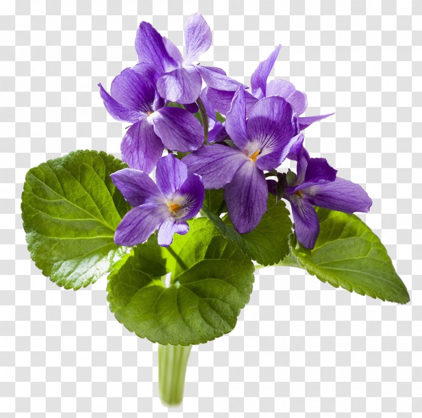 Sweet Violet YouTube African - Family - Flower Transparent PNG