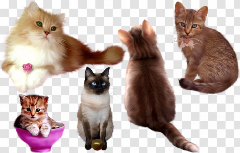 Kitten Cat Whiskers DeviantArt - Cuteness - Sets Of Plans Transparent PNG