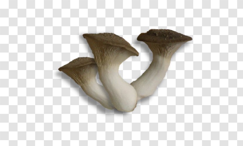 Pleurotus Eryngii Oyster Mushroom Fungus Turkey Tail Transparent PNG