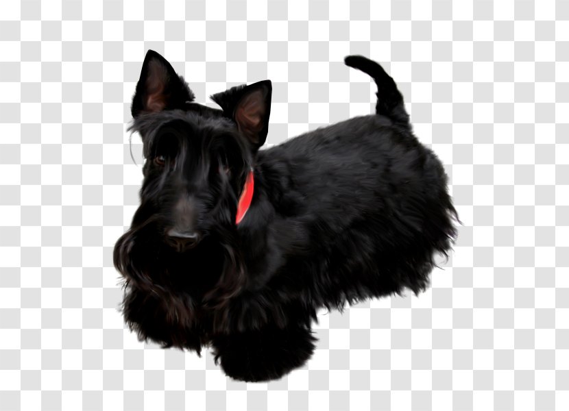 Scottish Terrier Miniature Schnauzer Poodle Pekingese Black Russian - Dog Transparent PNG
