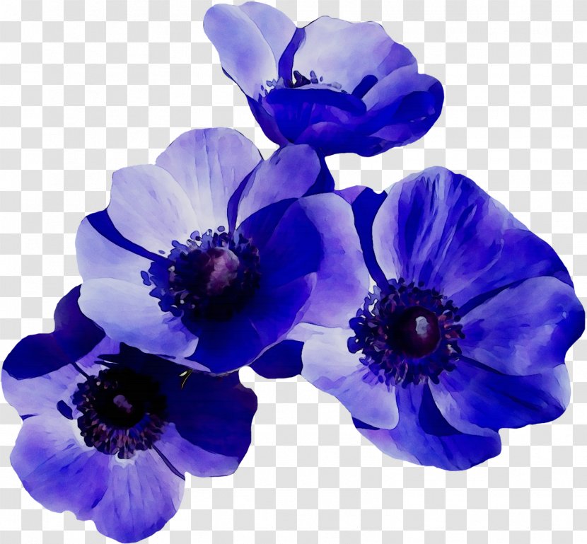 Anemone Bellflower Larkspur Cut Flowers Herbaceous Plant - Purple Transparent PNG
