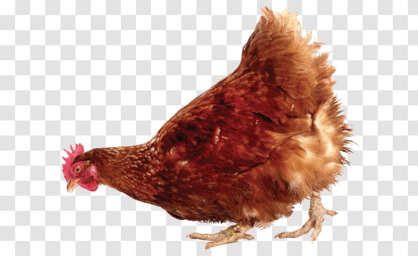 Rooster Chicken Or The Egg Stock Photography - Food Transparent PNG