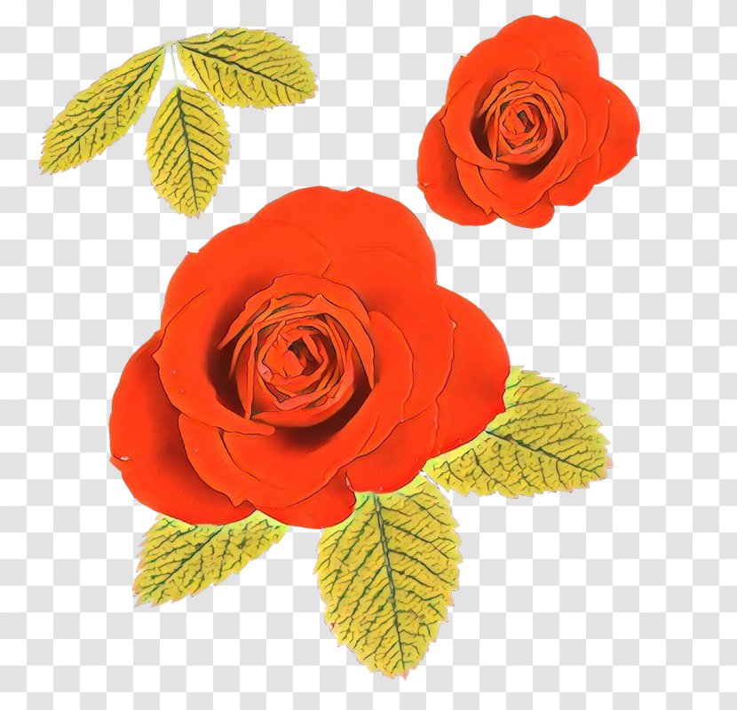 Garden Roses - Rose Family - Flowering Plant Cut Flowers Transparent PNG