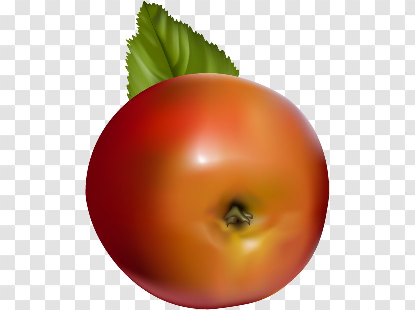 Tomato Apple Fruit - Potato And Genus - Vector Bottom Transparent PNG
