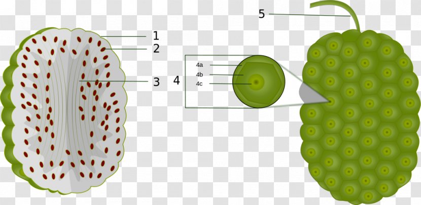 Cheese Fruit Noni Juice Anatomy - Aggregate Transparent PNG