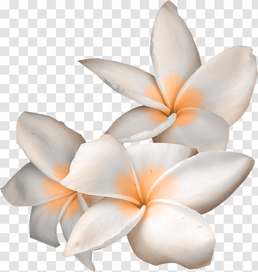 Flower Clip Art - Plant - Orange Transparent PNG
