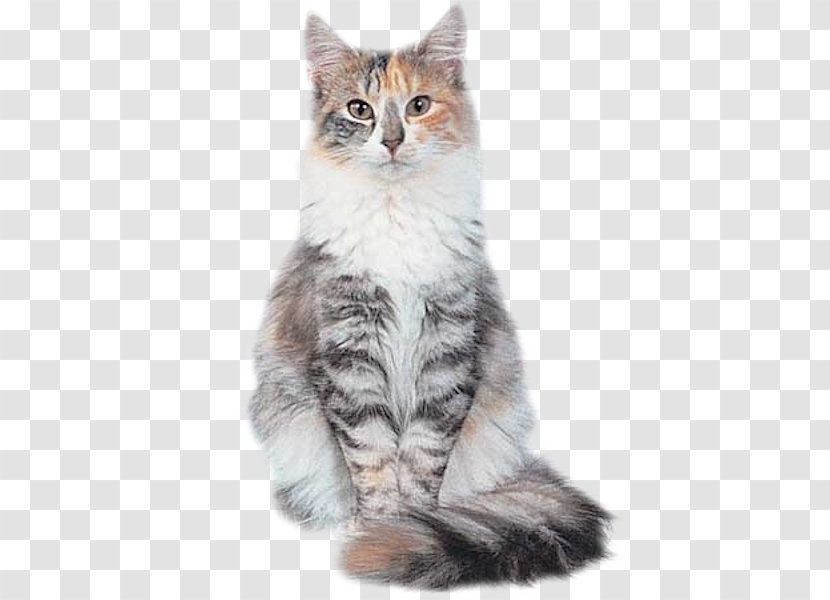 Siberian Cat Norwegian Forest Maine Coon Kitten Siamese - Domestic Long Haired Transparent PNG