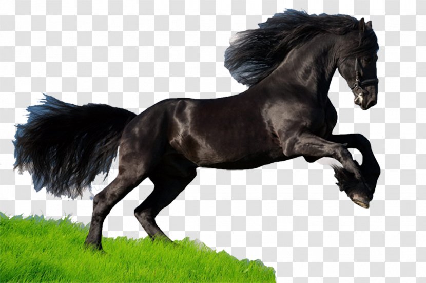 Mustang Thoroughbred American Quarter Horse Arabian Paint - Mammal - Dark Transparent PNG