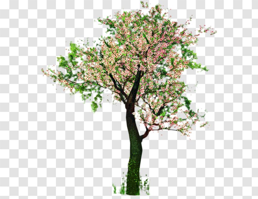 Cherry Blossom Tree - Malus - Twig Trunk Transparent PNG