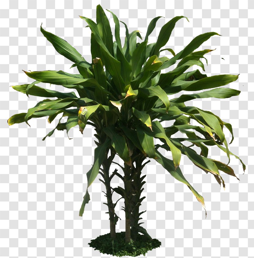 Dracaena Fragrans Plant Tropics Desktop Wallpaper - Information - Tropical Transparent PNG