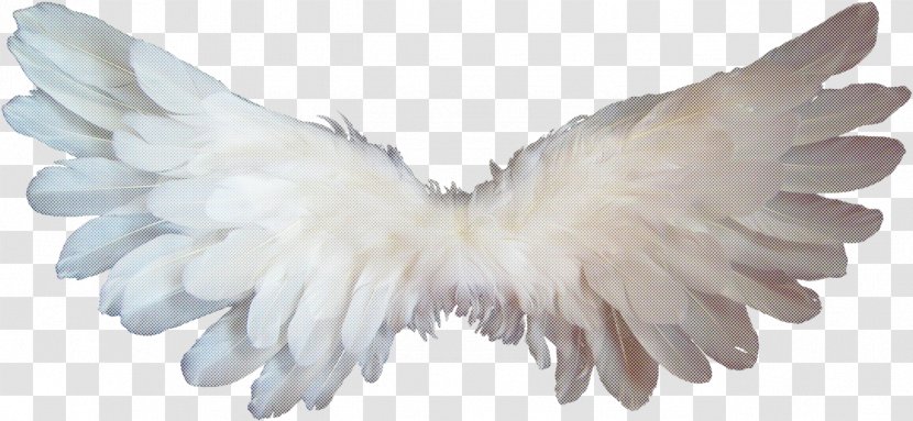 Feather - White - Costume Accessory Hand Transparent PNG