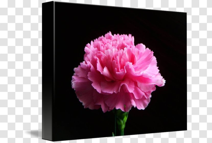 Carnation Peony Cut Flowers Rose Family Pink M Transparent PNG