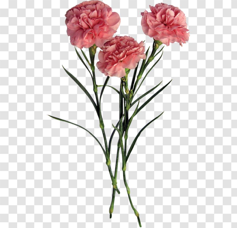Garden Roses Flower Carnation - Plant Stem Transparent PNG