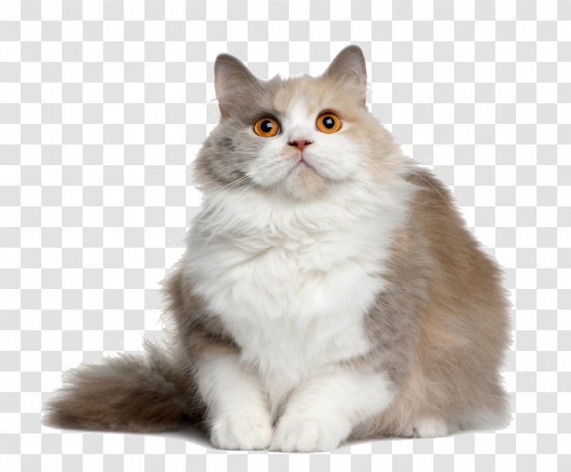 Cat Kitten Dog - Napoleon - File Transparent PNG