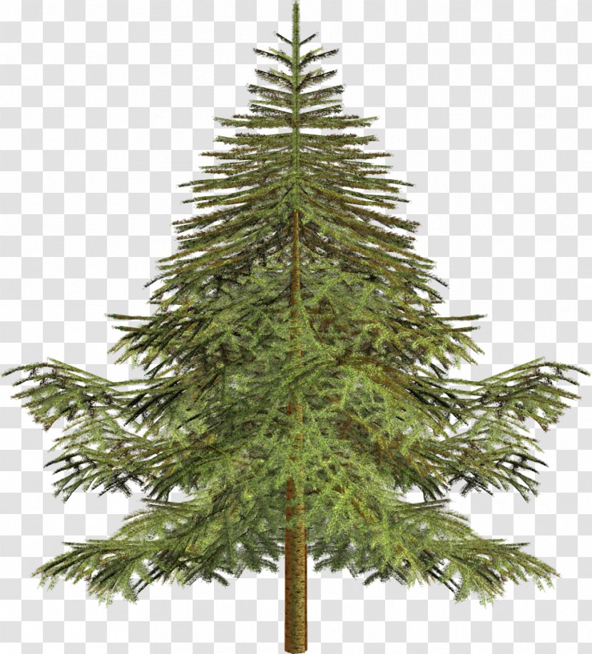 Tree Larch Spruce Conifers Pine - Oak Transparent PNG