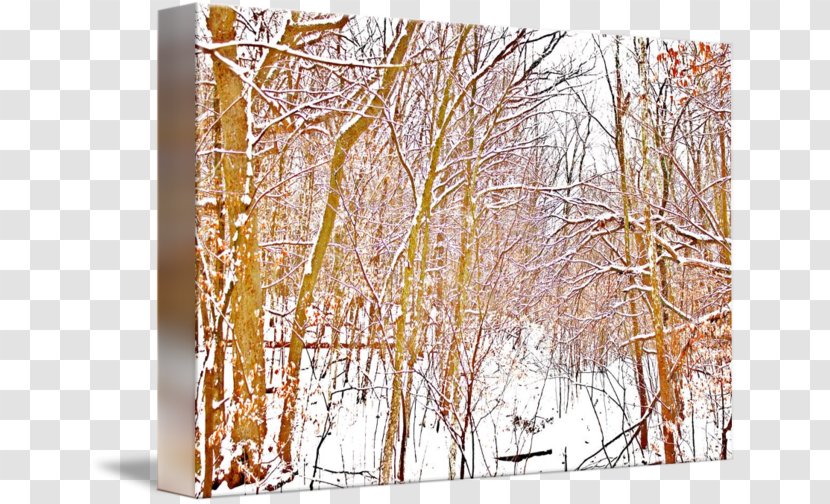 Winter - Birch - Snow Forest Transparent PNG