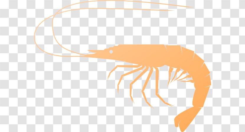 Shrimp And Prawn As Food Clip Art - Cliparts Transparent PNG
