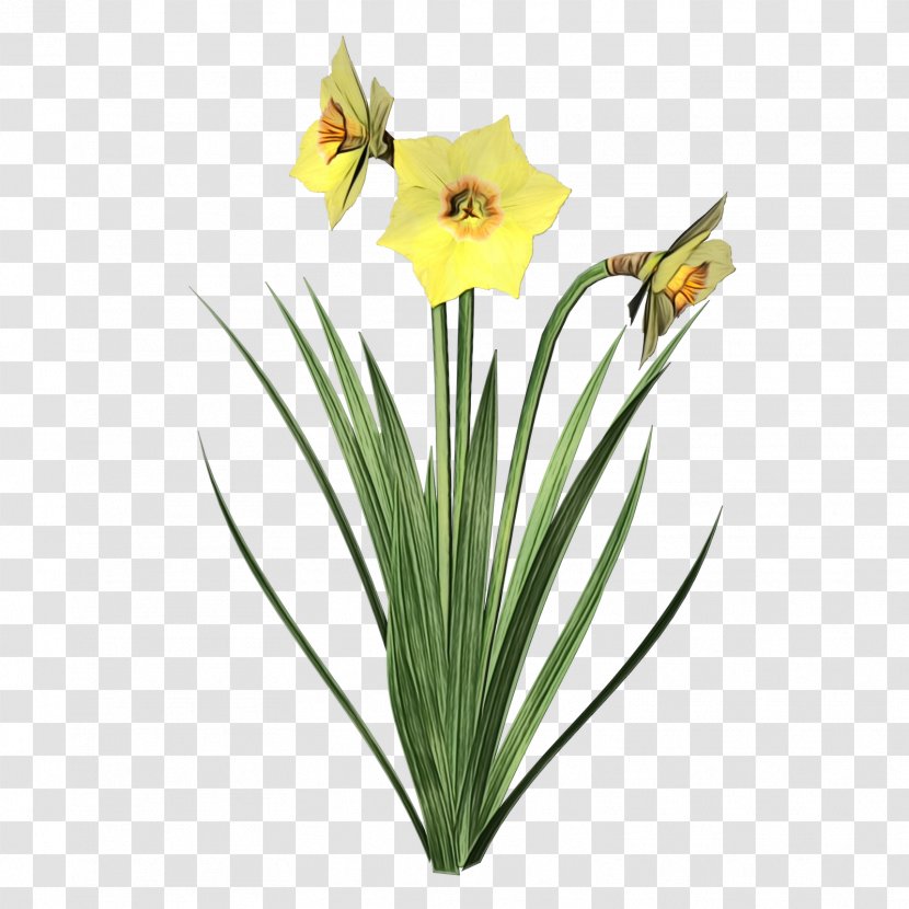 Flowers Background - Hippeastrum - Wildflower Transparent PNG