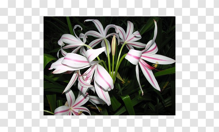 Crinum Lilium Flowering Bulbs Plant - Flora - Bulb Transparent PNG