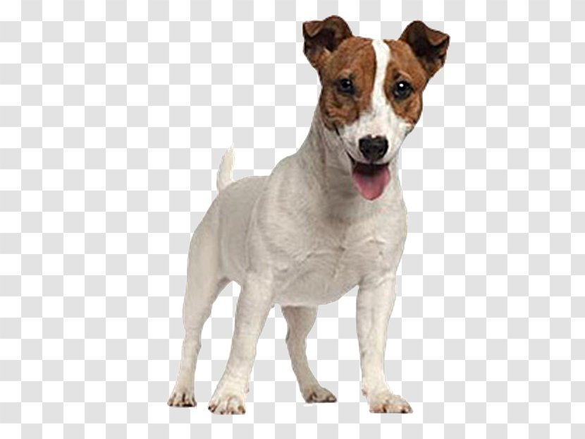 Jack Russell Terrier Parson Puppy Transparent PNG