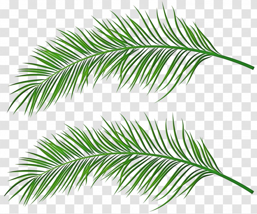 Yellow Fir Tree Plant Leaf White Pine - Jack Woody Transparent PNG